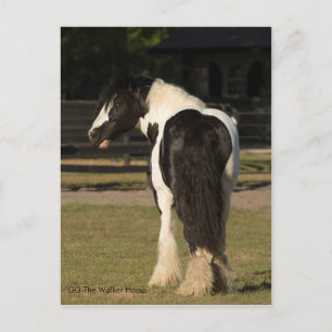 Gypsy Gypsy Vanner Le Walker Horse carte postale
