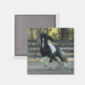 Gypsy Or Gypsy Vanner Drogheda Or aimant (Recto/Verso)