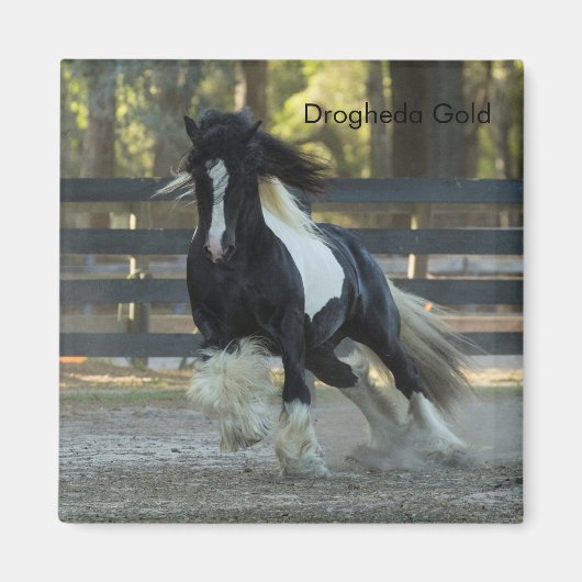 Gypsy Or Gypsy Vanner Drogheda Or aimant (Devant)