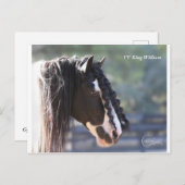 Gypsy Vanner Briefkaart (Voorkant / Achterkant)