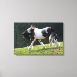 Gypsy Vanner Canvas Afdruk