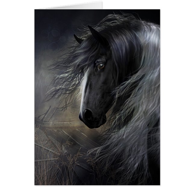 Gypsy Vanner Portret (Voorkant)