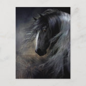 Gypsy Vanner Portret Briefkaart (Voorkant)
