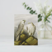 Gyr valken op een rotsachtige richel, Vogelillustr Briefkaart (Staand voorkant)