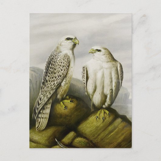 Gyr valken op een rotsachtige richel, Vogelillustr Briefkaart (Voorkant)