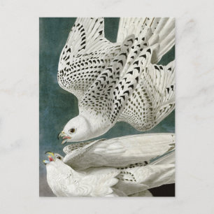 Gyrfalcon door John Audubon Briefkaart