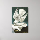 Gyrfalcon door John Audubon Canvas Afdruk (Voorkant)