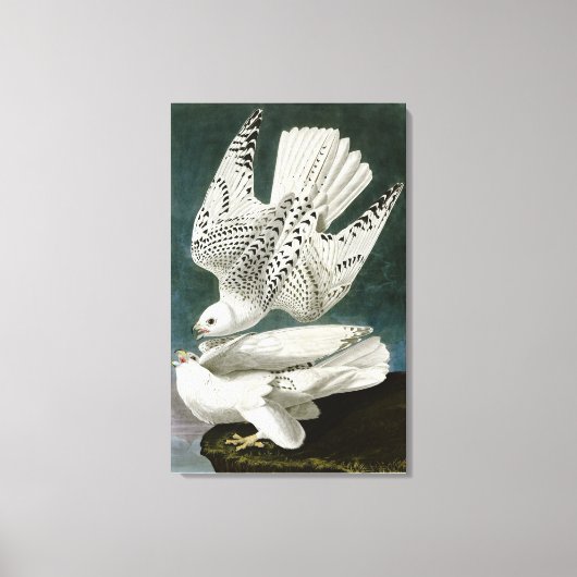 Gyrfalcon door John Audubon Canvas Afdruk (Voorkant)