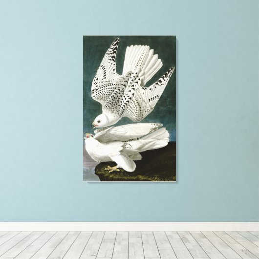 Gyrfalcon door John Audubon Canvas Afdruk (Insitu (Houten vloer))