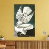 Gyrfalcon door John Audubon Canvas Afdruk (Insitu (Woonkamer))