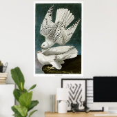 Gyrfalcon door John Audubon Poster (Thuiskantoor)