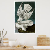 Gyrfalcon door John Audubon Poster (Keuken)