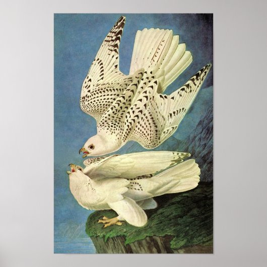 Gyrfalcon, John James Audubon Poster (Voorkant)