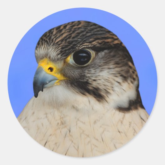 Gyrfalcon Saker Hybrid Falcon Ronde Sticker (Voorkant)