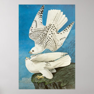 Gyrfalcons, ook bekend als Gerfalcons door John Ja Poster