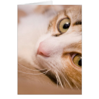 Gyro le chat