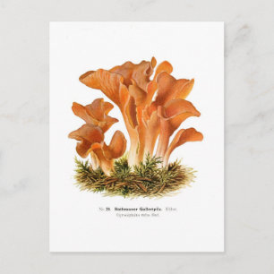 Gyrocephalus rufus briefkaart