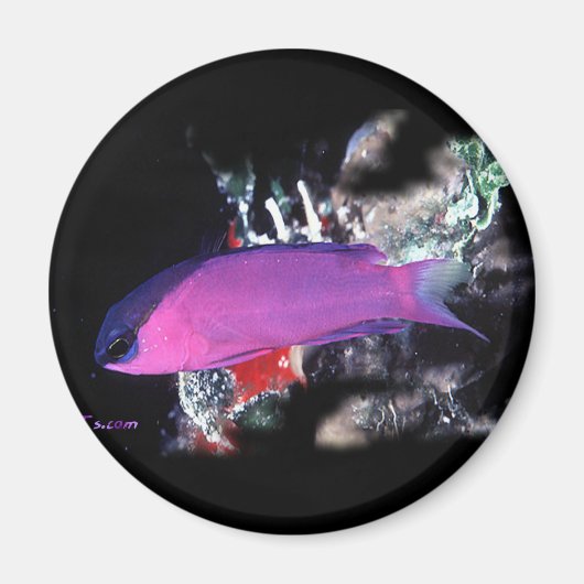 H2Oasis Baslet Magneet (Voorkant)