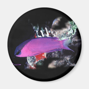 H2Oasis Basslet Magneet