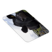 H.A.S. Arts Koe magneet (Rechterzijde)