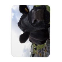 H.A.S. Arts Koe magneet