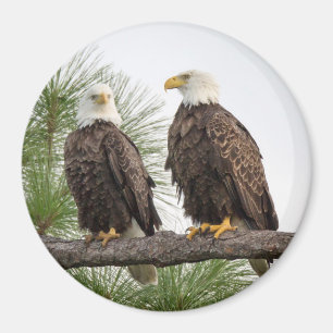 H&O cirkelmagneet (diverse beschikbare grootte) Magneet