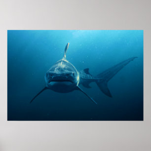 Haai onder water poster