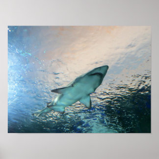 Haai zwemt boven in blauw water poster