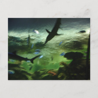 Haaien Briefkaart