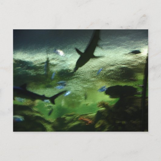 Haaien Briefkaart (Voorkant)