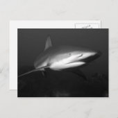 Haaien Briefkaart (Voorkant / Achterkant)