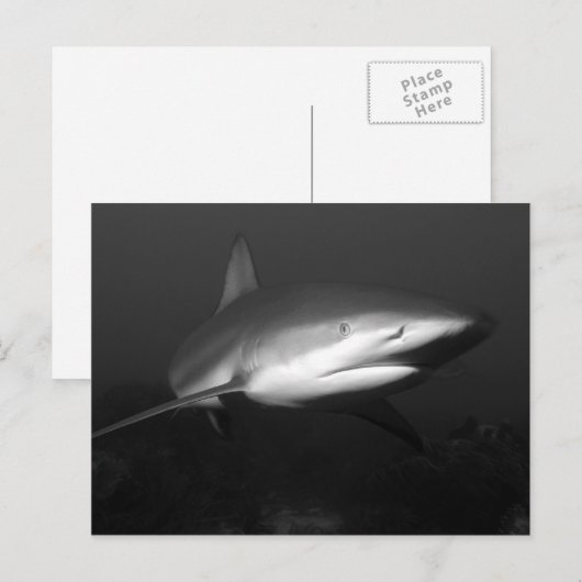 Haaien Briefkaart (Voorkant / Achterkant)