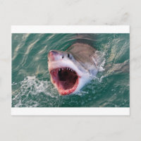 Haaien die uit de oceaan komen