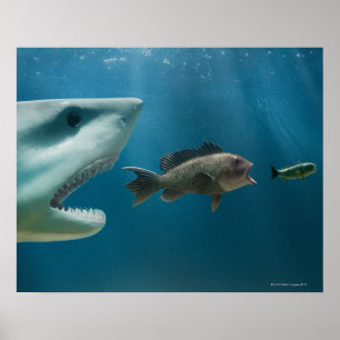 Haaien die zee achtervolgen die jonge vis achtervo poster