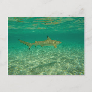 Haaien in bora bora briefkaart