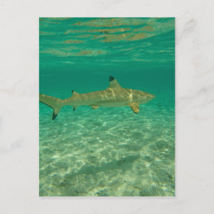 Haaien in bora bora briefkaart