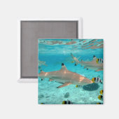 Haaien in de Bora Bora lagune magneet (Voorkant / Achterkant)