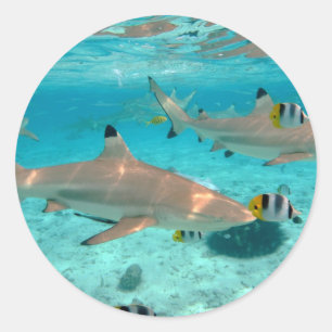 Haaien in de lagune rond Bora Bora Ronde Sticker
