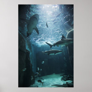 Haaien in een aquarium poster