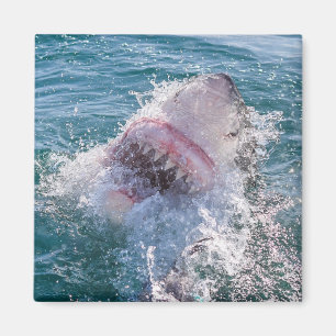 Haaien in het water magneet