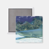 Haaien in Koraalrif magneet (Voorkant / Achterkant)