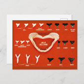 Haaien van Florida Briefkaart (Voorkant / Achterkant)