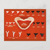 Haaien van Florida Briefkaart (Voorkant)