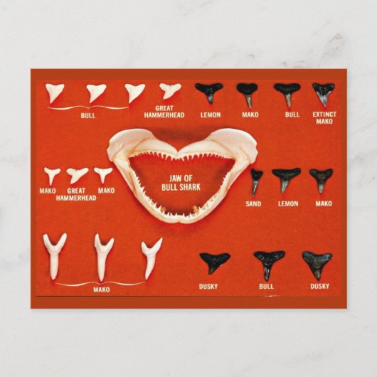 Haaien van Florida Briefkaart (Voorkant)