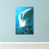Haaien van tijgerhaai (Galeocerdo cuvier) Canvas Afdruk (Insitu (Houten vloer))