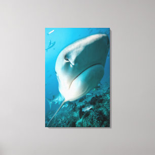 Haaien van tijgerhaai (Galeocerdo cuvier) Canvas Afdruk