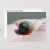 Haaienoog Slak Briefkaart postcrossing (Voorkant / Achterkant)