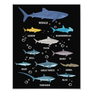 Haaiensoort Shark Faces Marine Biology Foto Afdruk