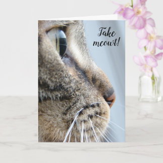 Haal me eruit! Cat Kitten Valentijnsdag Kaart
