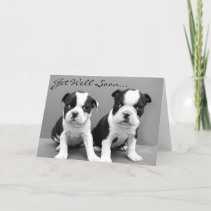 Haal snel de Puppies van Boston Terrier Kaart